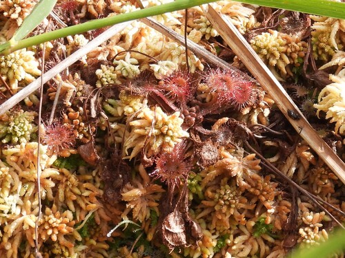 Drosera rotundifolia observed 2026-10-24