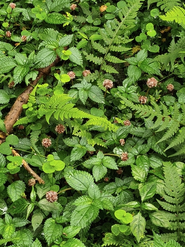 Lecanthus peduncularis observed 2026-10-15