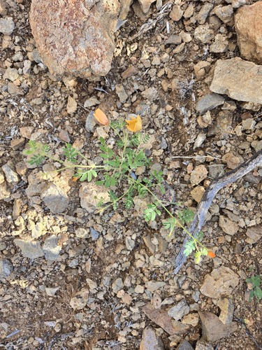 Arizona Poppy