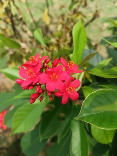 Jatropha integerrima observed 2026-10-22