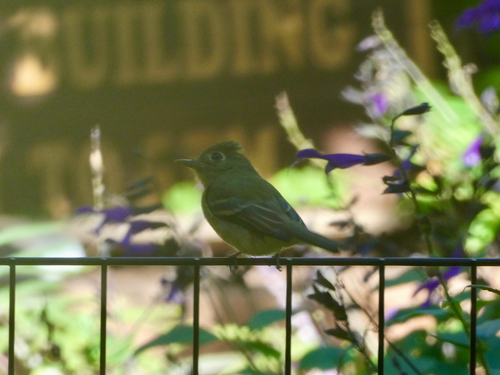 Western Flycatcher