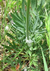Lomatium triternatum brevifolium