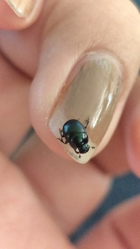 Canthon viridis