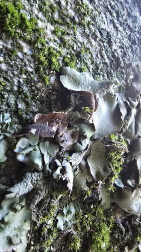 Leather Lichen