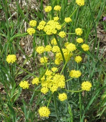 Lomatium triternatum brevifolium