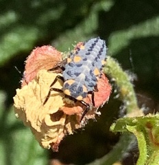 Coccinella septempunctata