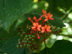 Clerodendrum paniculatum