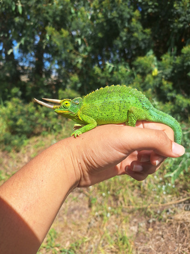 Trioceros jacksonii observed 2026-10-24