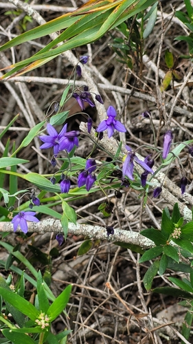 Stypandra glauca observed 2026-10-23