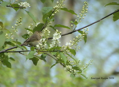 Phylloscopus trochilus