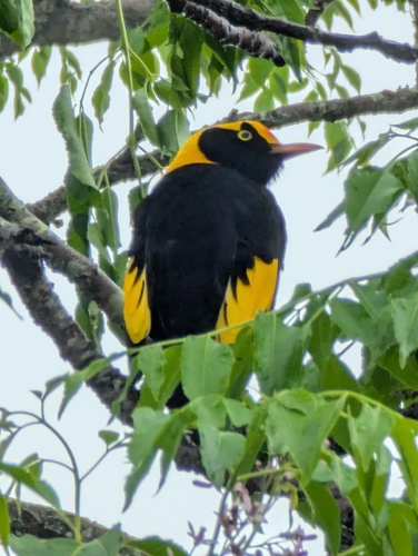 Sericulus chrysocephalus observed 2026-10-25