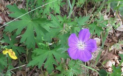 Geranium oreganum