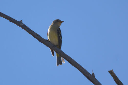 Western Tanager