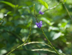 Stachytarpheta urticifolia