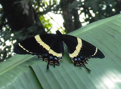Papilio garamas