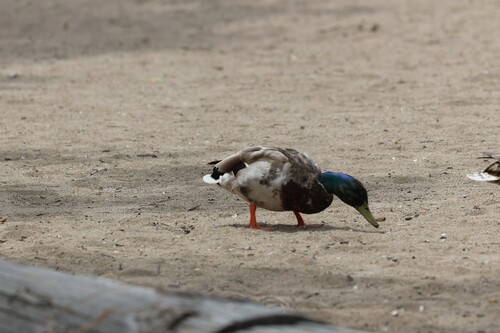 iNaturalist image