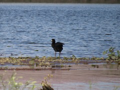 Fulica gigantea