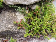 Erica saxicola