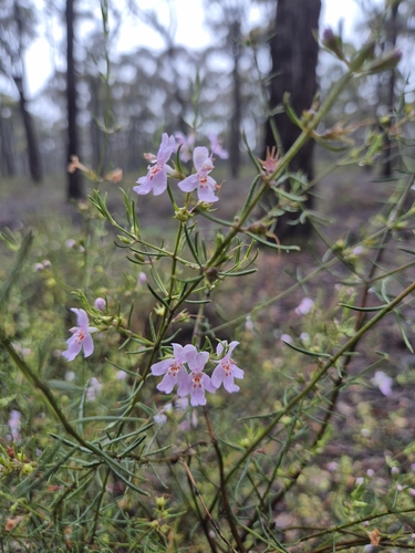 Westringia eremicola observed 2026-10-25