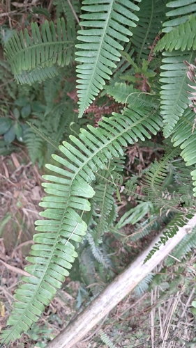 Dicranopteris linearis observed 2026-10-25