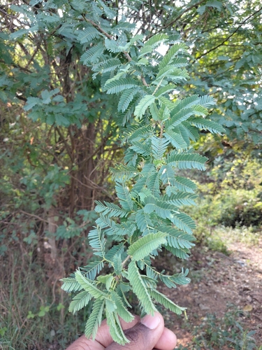 Prosopis juliflora observed 2026-10-25