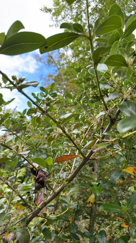 Coprosma robusta observed 2026-10-25