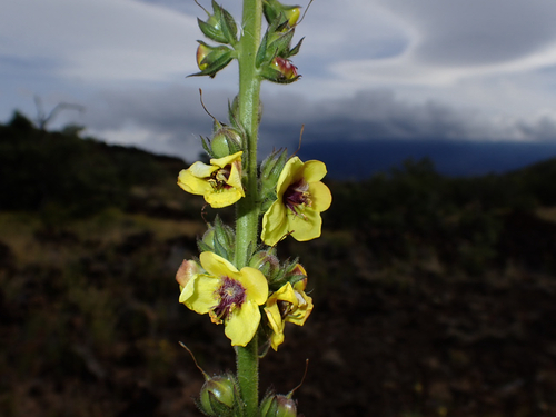 Verbascum virgatum observed 2026-10-24