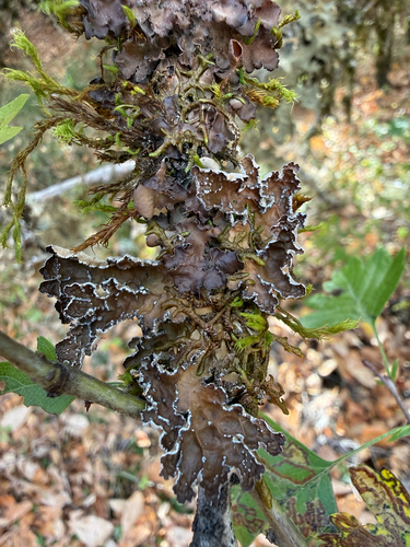 Pseudocyphellaria observed 2026-10-24