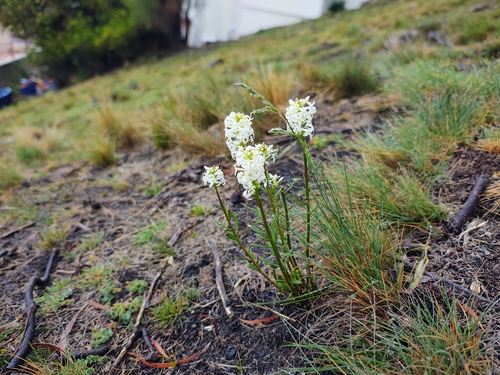 Stackhousia, 2026-10-25