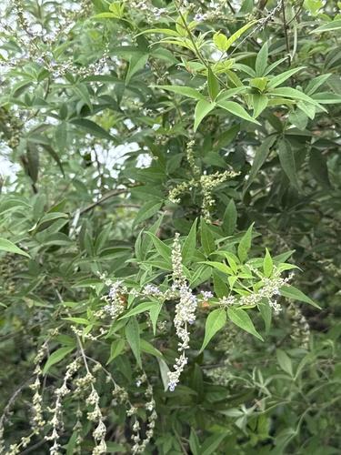 Vitex negundo observed 2026-10-25
