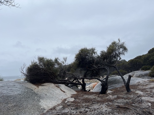 Allocasuarina verticillata observed 2026-10-25