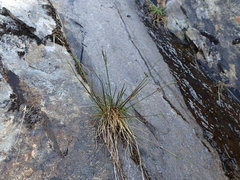 Festuca vivipara
