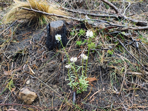 Stackhousia, 2026-10-25