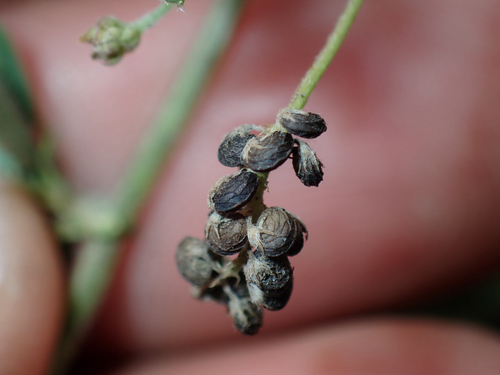 Medicago, 2026-10-24