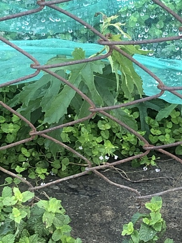 Morus indica observed 2026-10-25