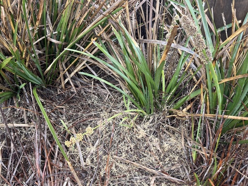 Lomandra longifolia observed 2026-10-25