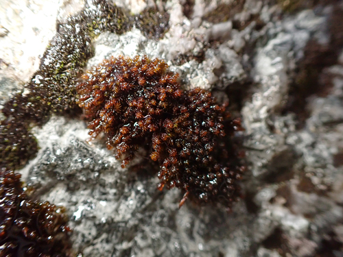 Andreaea rupestris observed 2026-10-24
