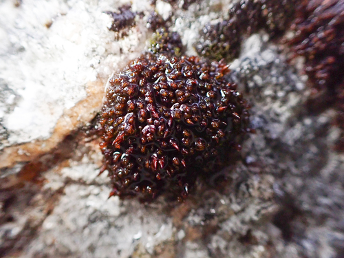 Andreaea rupestris observed 2026-10-24