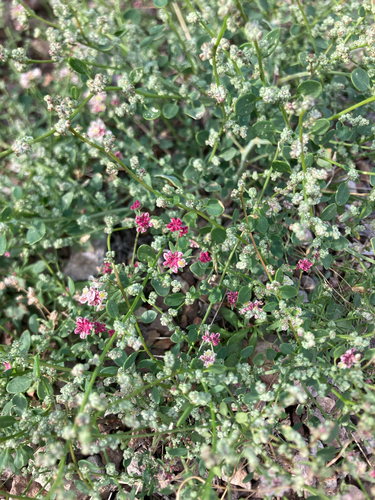 Abert's buckwheat