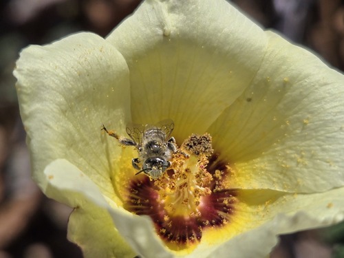 Desert Rosemallow