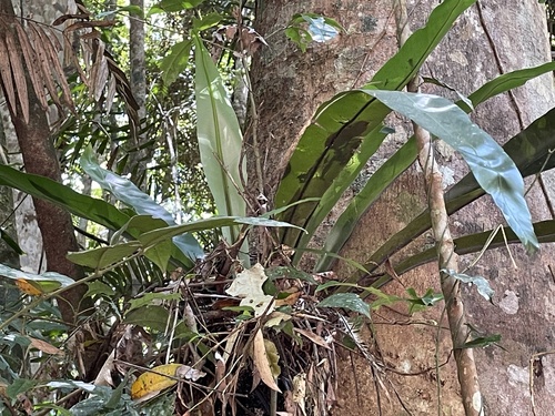 Asplenium australasicum observed 2026-10-25