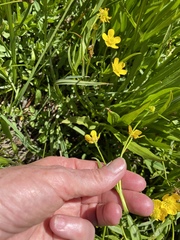 Ranunculus alismifolius
