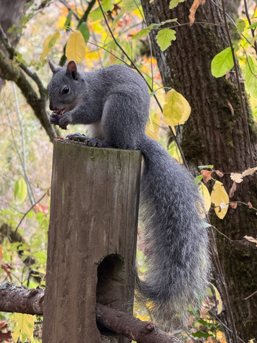 Sciurus griseus, 2026-10-24