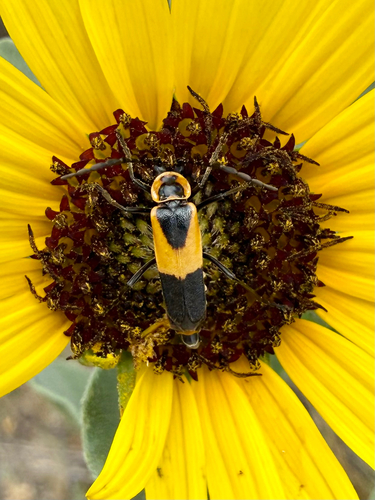 Colorado Soldier Beetle