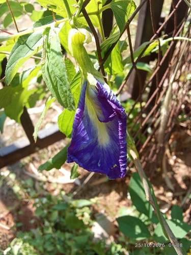 Clitoria ternatea observed 2026-10-25