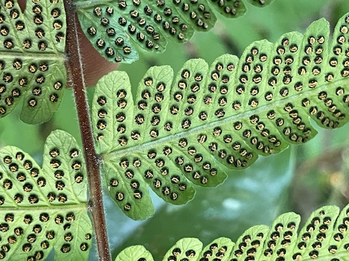 Christella dentata observed 2026-10-25