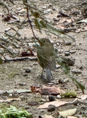 Tarsiger cyanurus, 2026-10-25
