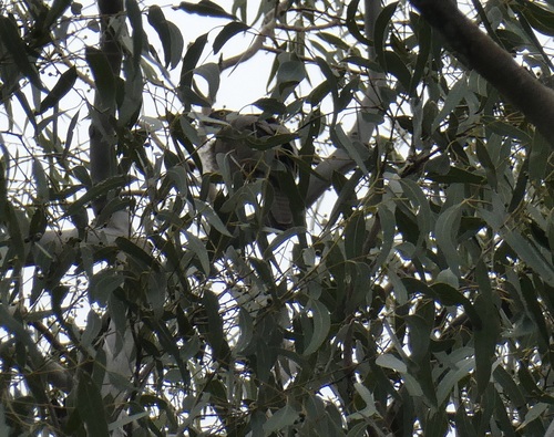 Accipiter fasciatus observed 2026-10-25