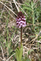 Orchis purpurea