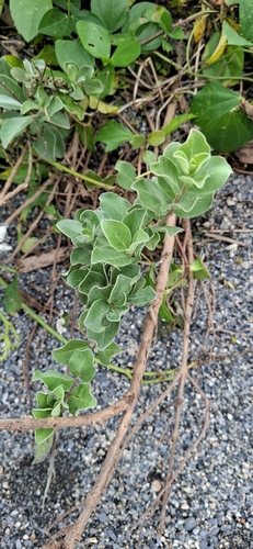 Vitex trifolia observed 2026-10-25